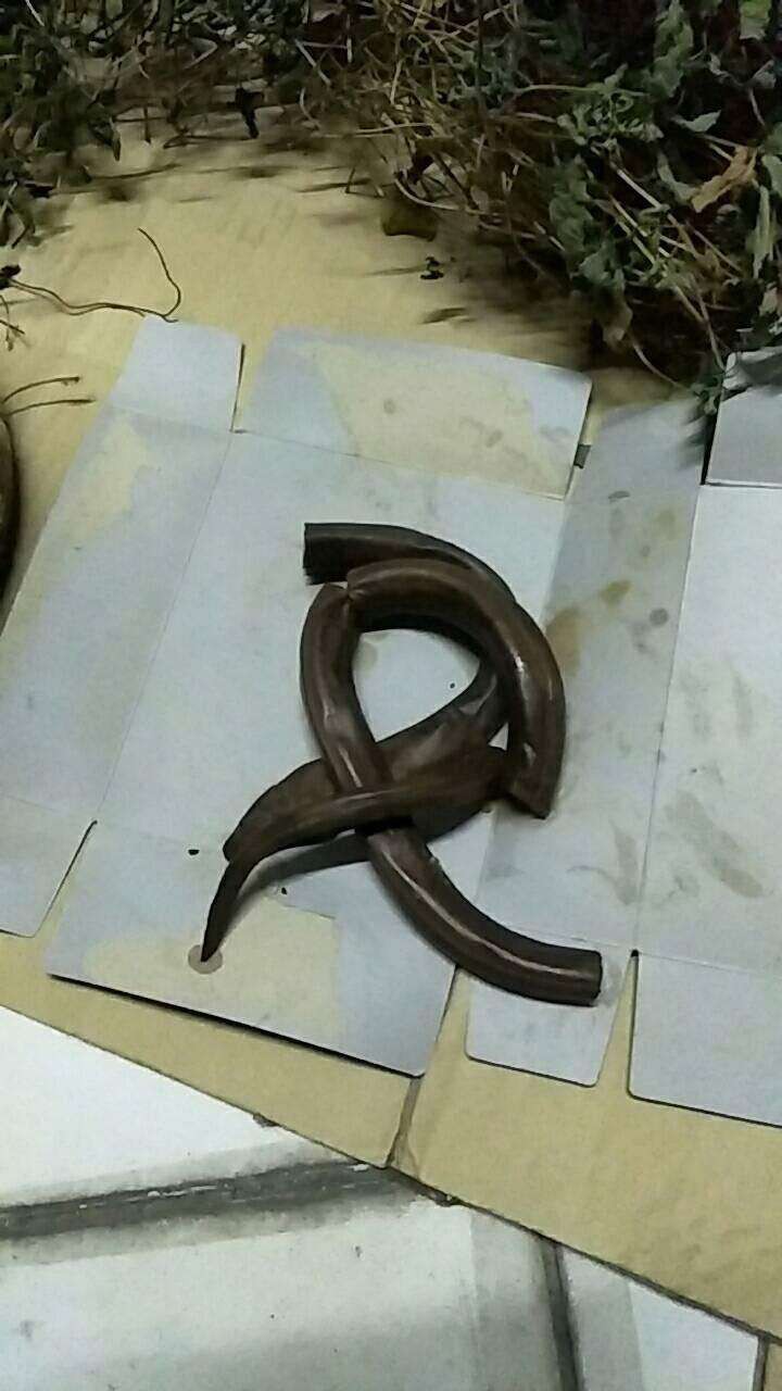 Con gái mua bình rượu thuốc đắt tiền về cho bố tẩm bổ, uống 7 năm mới phát hiện ra bò sát ngâm bên trong làm bằng nhựa